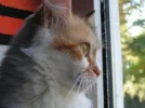 sheela.webp