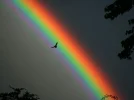 Rainbow_bird.webp