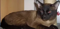 Katze.webp