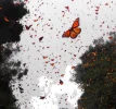 butterflies2.webp