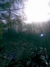 Water Spirit.webp