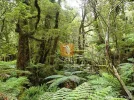 urwald.webp