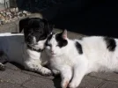 Conny und Frodo 09 002.webp