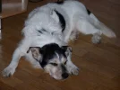 2008-06-01 Wilhelma 003.webp