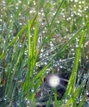 Morgentau.webp