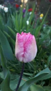 20190420_183017.webp