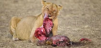 Loewe-Panthera-leo-lion.webp
