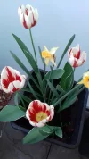 20190422_121459.webp
