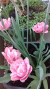 20190422_121251.webp
