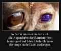 7 Rentiere.webp
