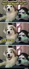 7 zwei enten.webp