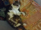 Pez_3.webp
