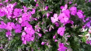 20190426_081729.webp