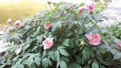 20190425_170336.webp
