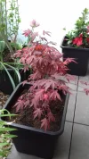 20190426_172833.webp
