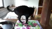 20190427_192311.webp