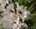 DSC04429.webp