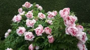 20190504_102423.webp