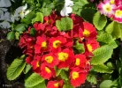 Primel 2c.webp