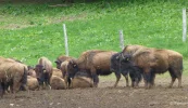 Bison 1c.webp