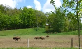 Bison 2c.webp