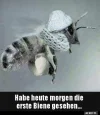 7 Biene.webp
