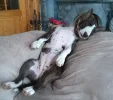 Hundedame_c.webp