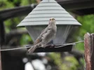 DSCN9477 (800x600).webp