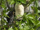 DSCN9313 (2) (800x600).webp