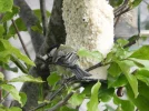 DSCN9349 (800x600).webp