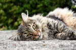 K800_DSC_9731.webp