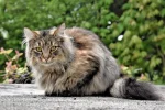 K800_DSC_9741.webp