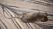 20190513_072511.webp