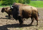Bison1.webp