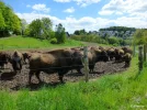 Bison2c.webp