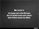 9 ffrüher Voel.webp