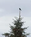 Amsel auf der Tanne.webp