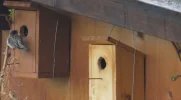 spatz am haus (2).webp