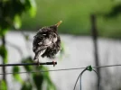 DSCN0734 (800x600) (2).webp