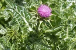 Mariendistel 1.webp