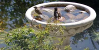 Spatzen baden.webp
