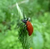 roter Käfer_c.webp