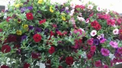 20190525_114224_resized.webp