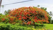 Flamboyant.webp