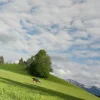 Allgäu Reiter.webp