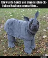 7 Nashorn.webp