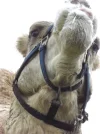 Akhbar.webp