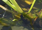 Wo ist die Wespe hin.webp