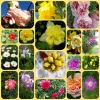 inCollage_20190603_155003418.webp