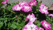 20190602_130237.webp